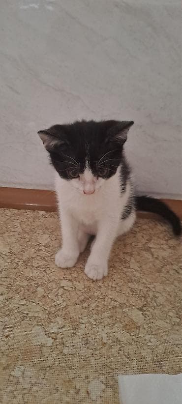 Котята в добрые руки к лотку приучены кушают самостоятельно — 4