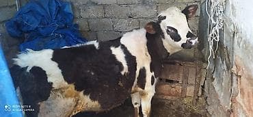 erkəy dana: 6 aylıq smental erkey dana — 1