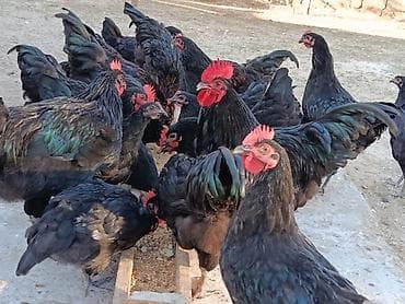 detoxic qurd dermani: Alman cinsi olan həm ətlik həmdə yumurtalıq astralop toyuqlarının — 8