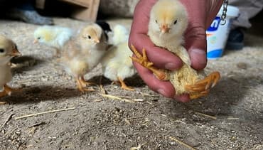 kürd toyuq: Toyuq cücələri, Damazlıq, Pulsuz çatdırılma — 2