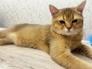 pişik əşyaları: Şinşilla, Erkək, Yaxşı əllərə, Ünvandan götürmə — 2