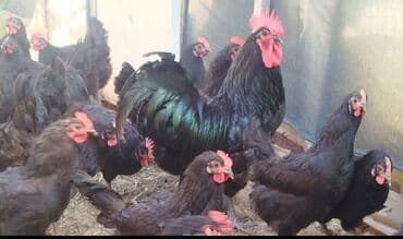 sort toyuq: Toyuq, Australorp, Yumurtalıq, Ünvandan götürmə — 6