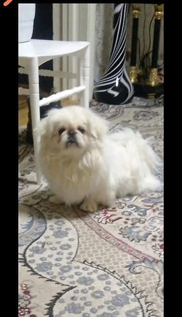 Pekines