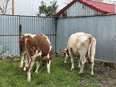 keçi dişi: Dişi, Simental, il: 3, 800 kq, Südlük, Ödənişli çatdırılma, Rayonlara çatdırılma — 4