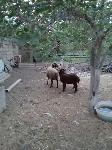 Inəklər, öküzlər: Salam endirim olacaq dişi qoyun iki balasıyla əkiz 1 Erkey 1 dişi — 9