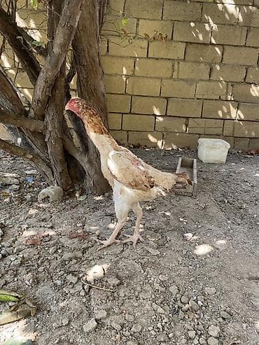 cat: Xoruz, Heyratı, il: 2, Ünvandan götürmə, Ödənişli çatdırılma — 10