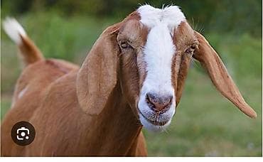 COBAN LAZIMDI 180 BAŞ QOYUNOTLAQ SAHƏSİ ÇOX RAHAT, MAAŞ AİLƏLİ lalafo.az -da COBAN LAZIMDI 180 BAŞ QOYUNOTLAQ SAHƏSİ ÇOX RAHAT, MAAŞ AİLƏLİ