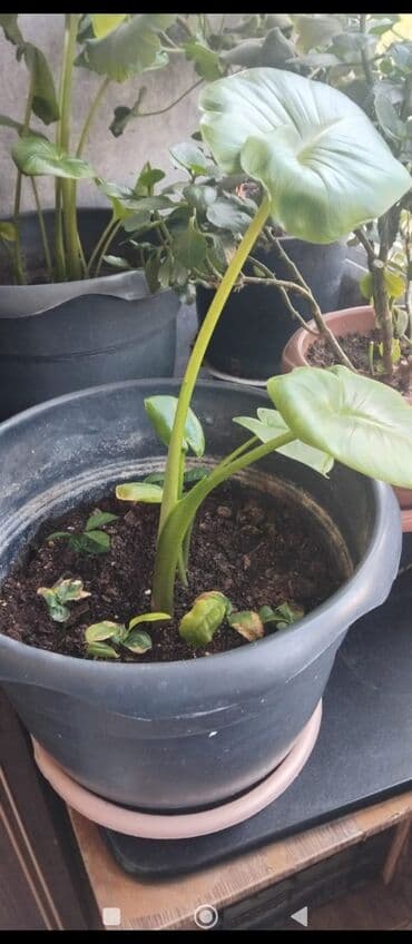 куплю комнатные растения: Məhsul: Otaq gülləri (saksıda) Təsvir: - Şəkillərdə müxtəlif — 7