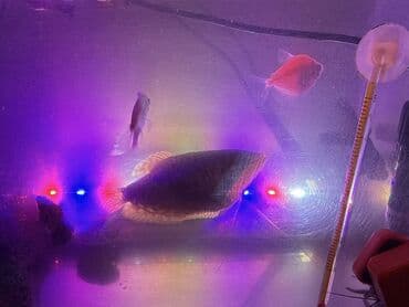 panda baligi: LED işıqlı akvarium seti - Şəffaf plastik gövdəli, qapaqlı akvarium - — 7