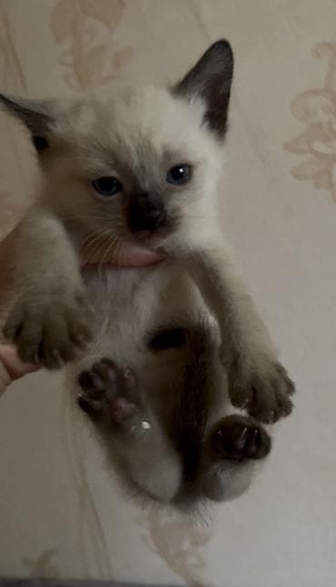 Gəmiricilər: Siam, Erkək, Dişi — 1