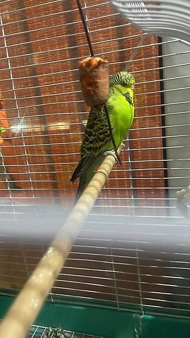 ucuz inek: Məhsul: Dalmatian naxışlı yaşıl-sarı “budgerigar” (dalğıç papağan) – — 2