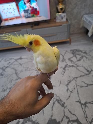 satdig quslar: Salam. sari sirin karella balasi satilir. oz qusumun balasidi — 7