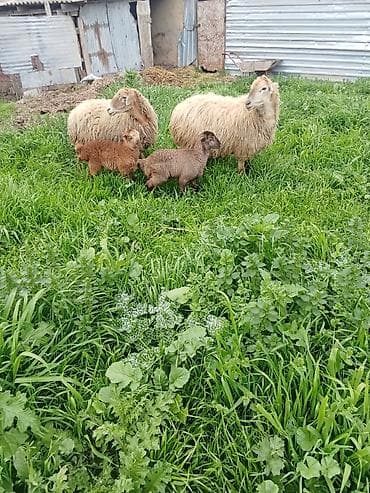 coban iş: Ciddi fikri olan zengin vursun 1100 delir cütü riyalı alcıyla — 6