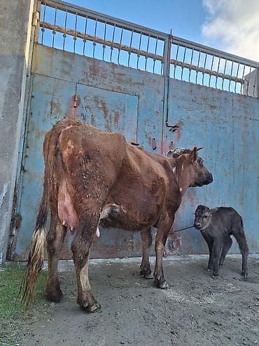 Yemlər: 14 litir süd verir 4 qarına doğub 10 gündü doğub balası dişdi — 6