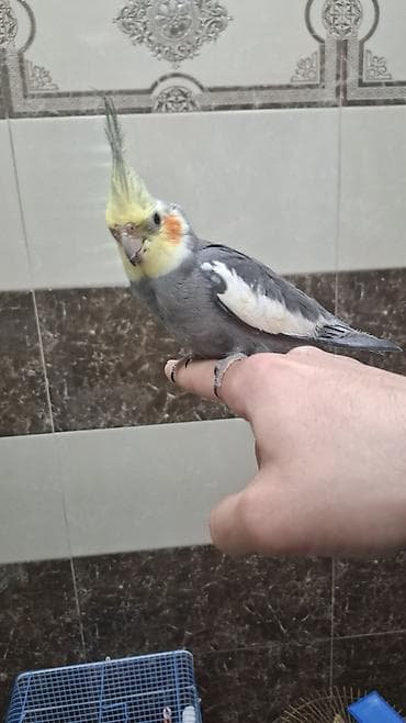 amadin qusu: “Karela (cockatiel) quşları satılır. 1 cüt (erkək və dişi, 1 yaş) + 2 — 3