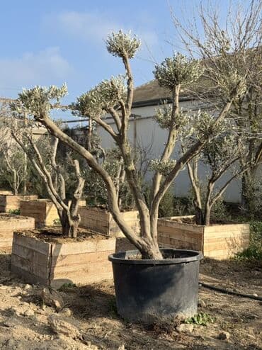 yeni il 2021: Zeytun ağacları – iri ölçülü, dekorativ budanmış formalar Məhsul — 3