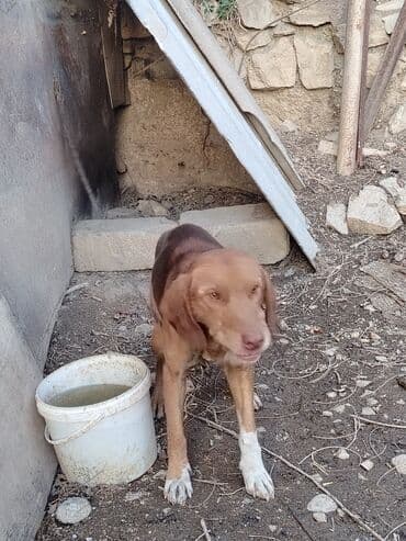 Ov iti- ruski qonçil