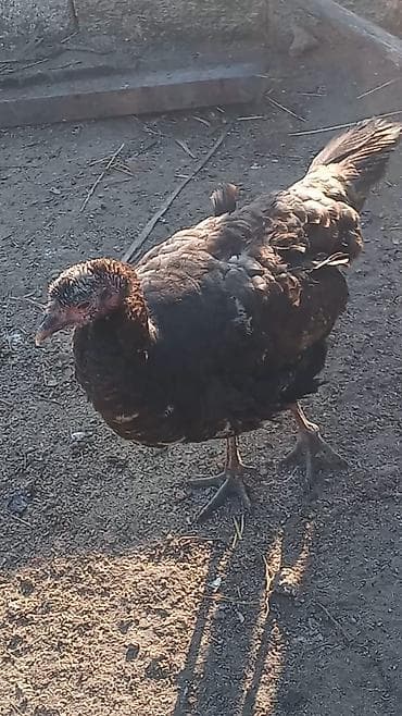 goyercin damı: Erkək, Damazlıq — 3