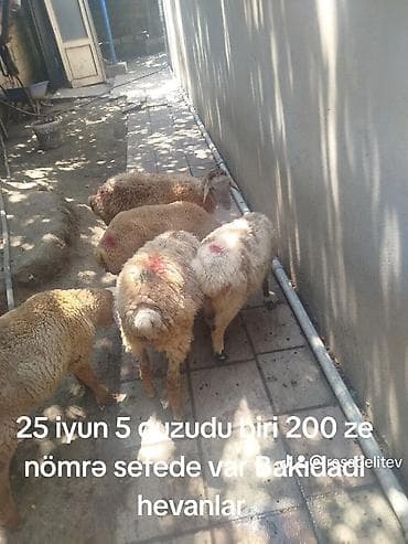 Mal-qara: Satılır: 5 ədəd quzu Məlumat: - 25 iyun üçün - Hər biri: 200 (mətn — 1