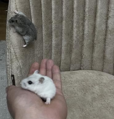balaca heyvanlar: Cüt xırda hamsterlər – biri ağ, biri boz rəngdə. Kiçik ölçülü, çevik — 1
