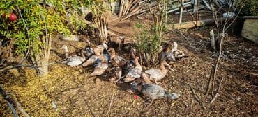 kayuqa ordek: Qiymet 25n35 manat arasi tecili satilir — 2