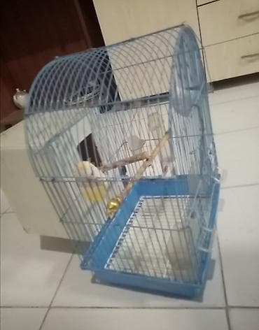 ucuz danalar: Quş qəfəsi – aksesuarlarla komplekt - Forma: yarımdairə damlı metal — 2