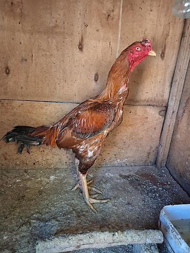 pisik sud tozu: Aseel tipli xoruz - Cins: Aseel (uzunboyun, güclü ayaqlar, yığcam — 3