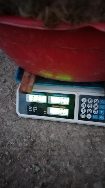 mal qoyun: Qoyunlar – yerli cins, qəhvəyi yunlu - Qrup şəkillərdə görünür: 3 baş — 2