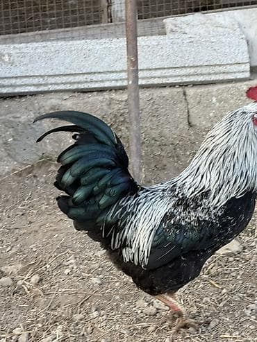 xoruzdar: Məhsul: Qara-lələklı, gümüşi yaxalı toyuq cinsi xoruz Xüsusiyyətlər — 6