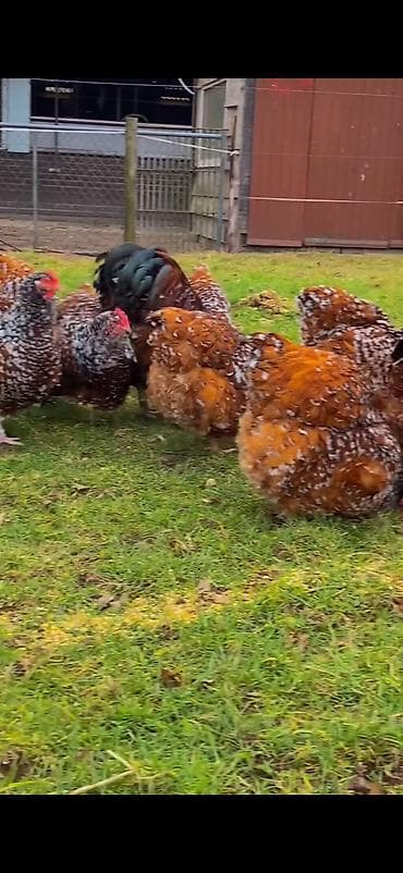 dovşan haqqında məlumat: Toyuq, Damazlıq — 4