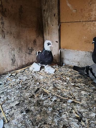 tük tökən spreylər: Cins göyərçin – ağ başlı, qaraya çalan gövdəli, quyruğunda ağ zolaqlı — 4