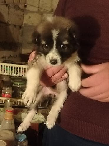 york fitness tegovi: Peyvəndli — 5