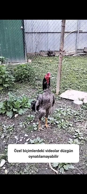 pudel iti haqqinda: Cins: Uzunboyun, döyüş tipli xoruz (ehtimalən Aseel/Şamo xətti) Rəng — 4