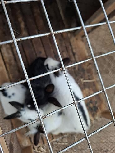 dovşan reks: Uzun tüklü, xallı dekorativ dovşan balaları - Növ: dekorativ/ev — 3