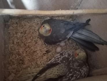 cex qus: Salam hər vaxtınız xeyir hazır cüt korella altında 2 yumurtası ilə — 1