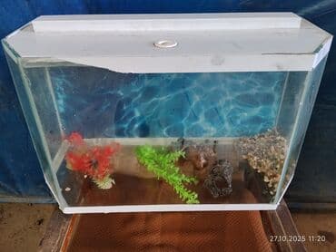 red bull soyuducu: Prablemi yoxdu matoru yanib — 2