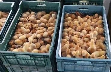 Mal-qara: Toyuq cücələri, Damazlıq, Pulsuz çatdırılma — 2