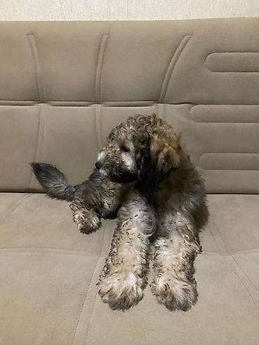 heyvan kokeltme dermanlari: 4 ay, Erkek, Ünvandan götürmə — 5