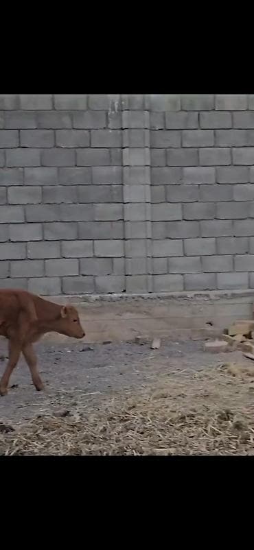 smental dana: Satışda – müxtəlif rəngli heyvan balaları (buzovlar). Xüsusiyyətlər — 6