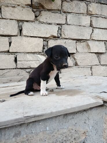 pitbul itlər: Питбуль, 1 месяц, Самец — 8