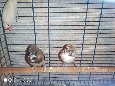 pisik satilir: Amadinlər satılır risovka amadin yapon zebra amadinləri — 5