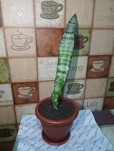 Саженцы деревьев: Qiymət 3 -10azn araliginda ölcüyə görə dəyisir — 4