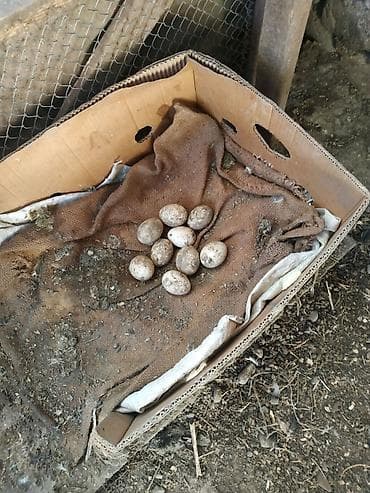 ucuz pudel: Satișa məhəlli həyətində bəslənən musk ördəkləri (indoutka) — 4