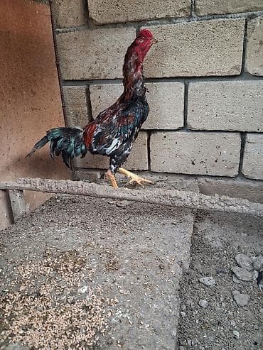 qoyun keci: Salam beçe satilir 9 ayina kecib probu var isteyen elaqe saxlasin — 3