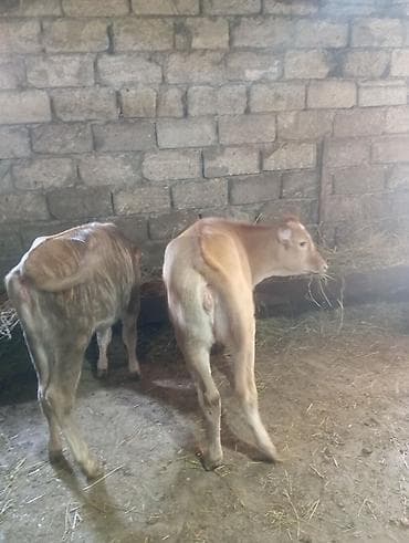 Disi danalar lalafo.az -da Disi danalar