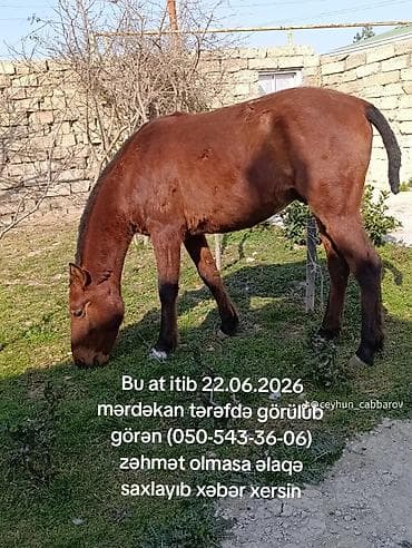 Salam bu at 10gündü itib 3-4 gün əvvəl şüvəlan ərazisində görülüb