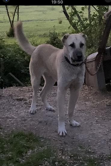 bulbul satisi: Satılır 10 aylıqdı — 1
