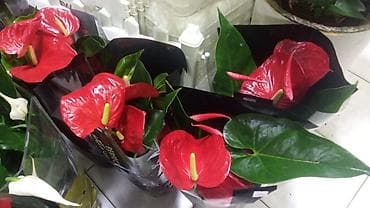 bakida gobelek toxumu: ƏLAQƏ TEL : 050-557-56-51 8 marta özəl yeni hədiyyəlik — 3