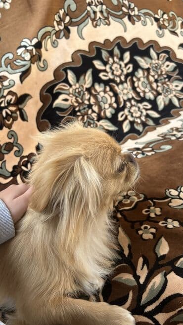 отдам собаку в хорошие руки: Пекинес, 2 года, Самка — 2