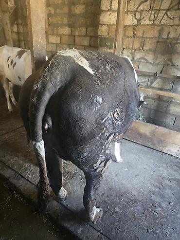 sarı dana: Məhsul: Dana/öküz (ətli heyvan) Təsvir: - Şəkillərdə iri cüssəli — 3